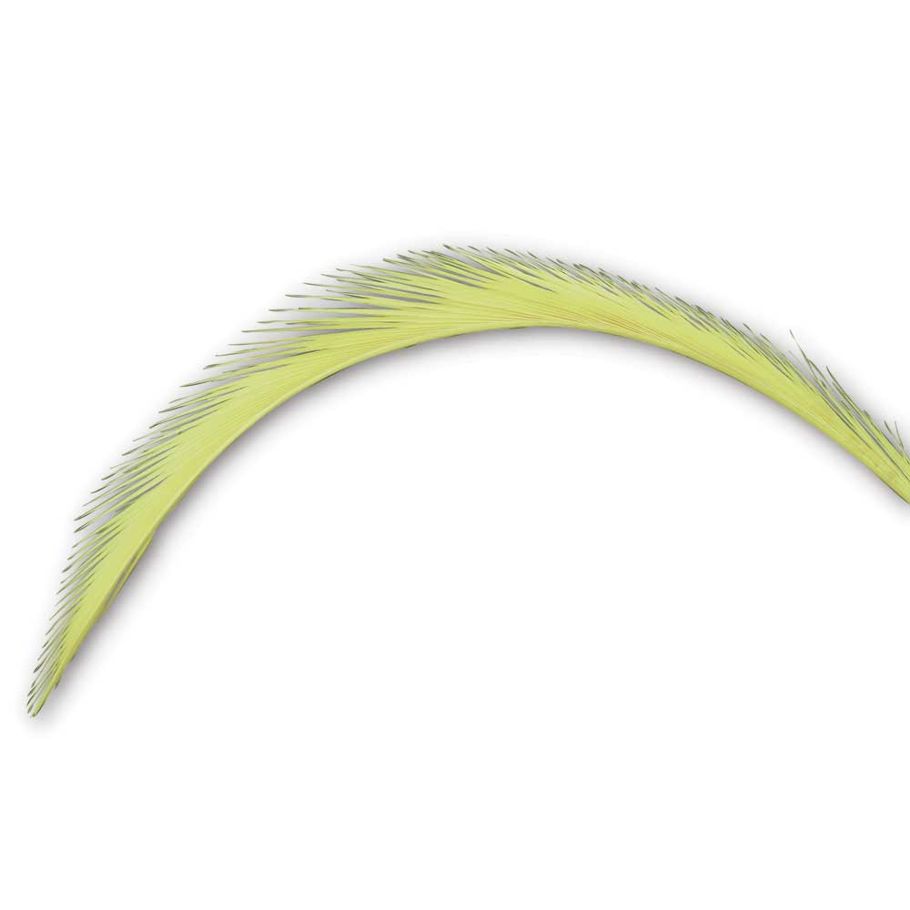 Palm Branches
