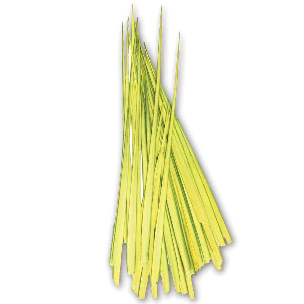 Palm Leaves