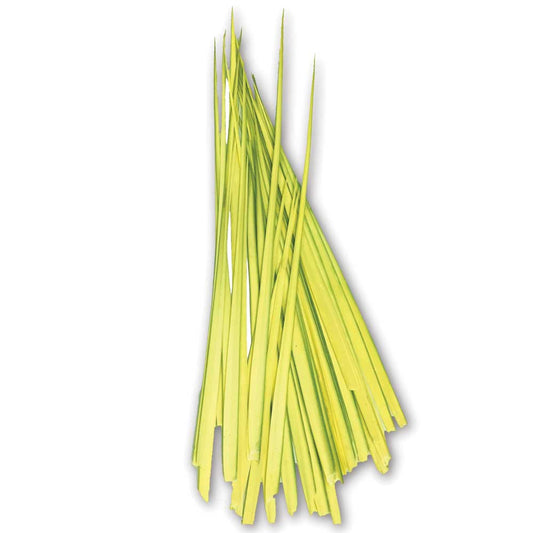 Palm Leaves